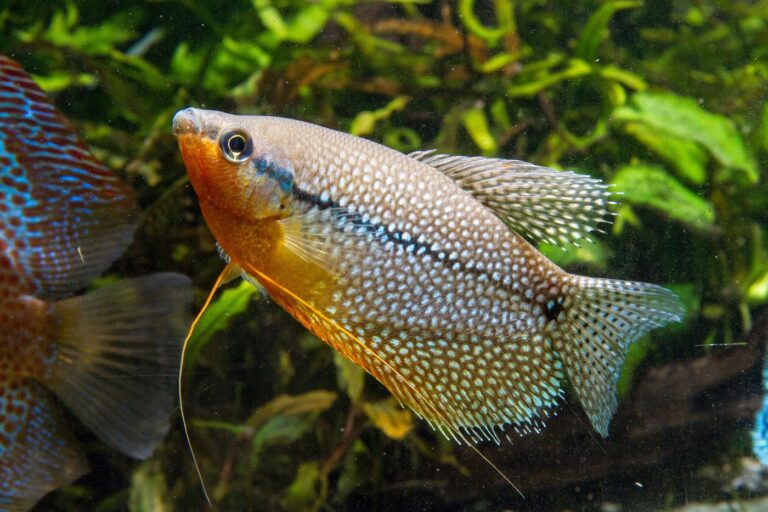 Pearl Gourami (Trichopodus leerii) Gourami pérola em aquário