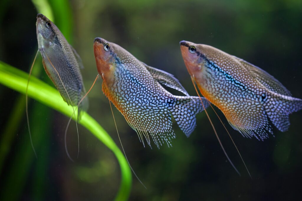 Pearl gourami (Trichopodus leerii) Três gourami pérola num aquário