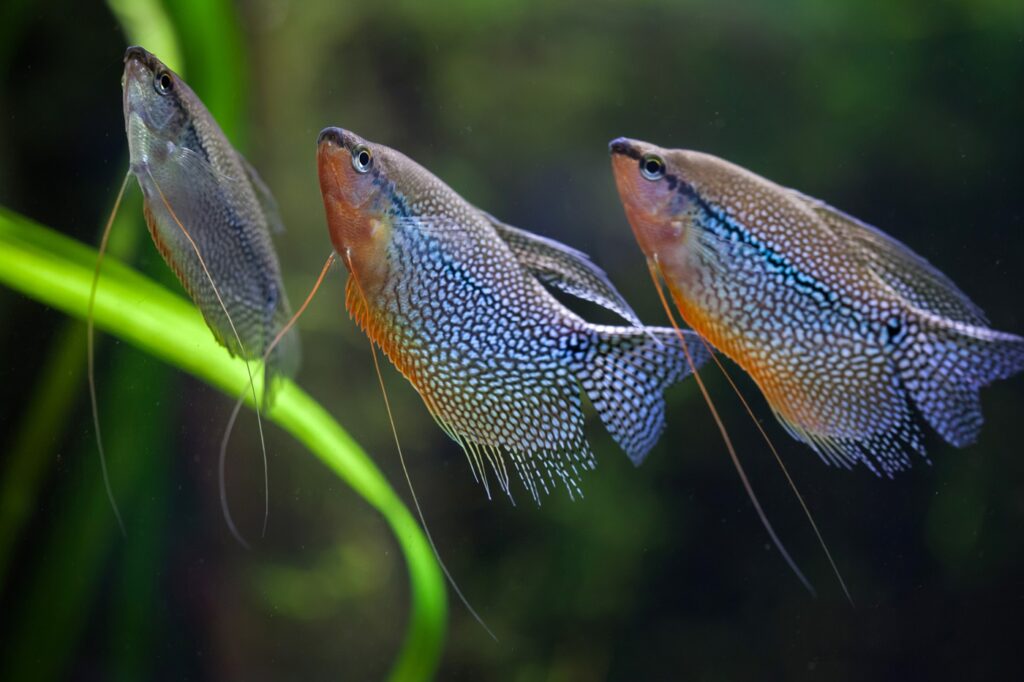 Três gourami pérola num aquário