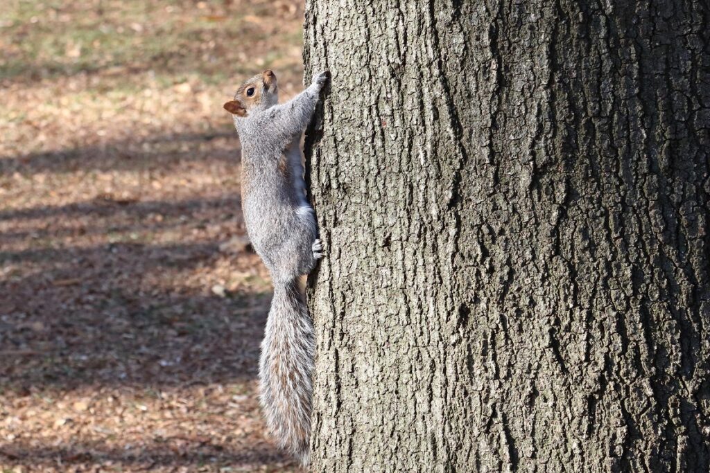 Esquilo-cinzento a subir uma árvore.