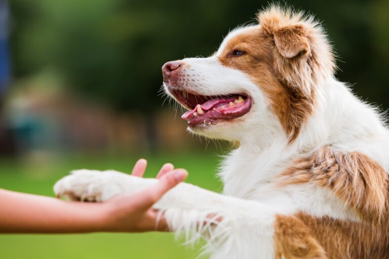 dog gives a girl the paw Patas dos cães: Pastor australiano dá a pata