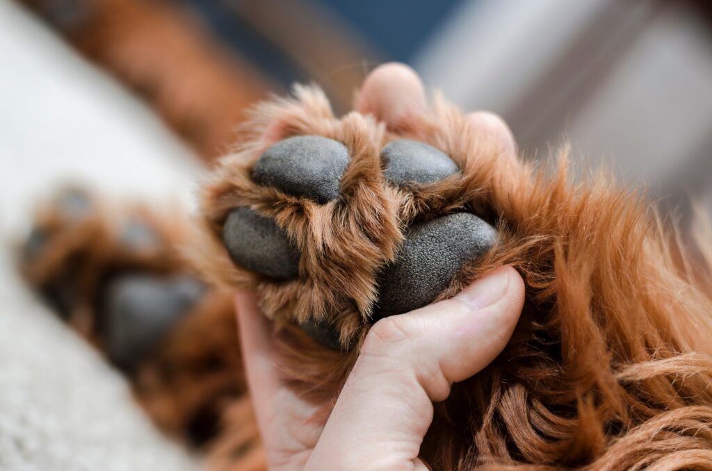 Patas dos cães: lado inferior da para de um cão onde se veem as almofadas