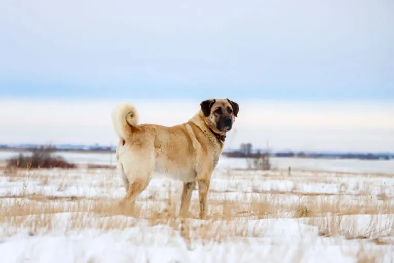 Turkish Kangal dog in winter. Pastor de Kangal numa planície com neve