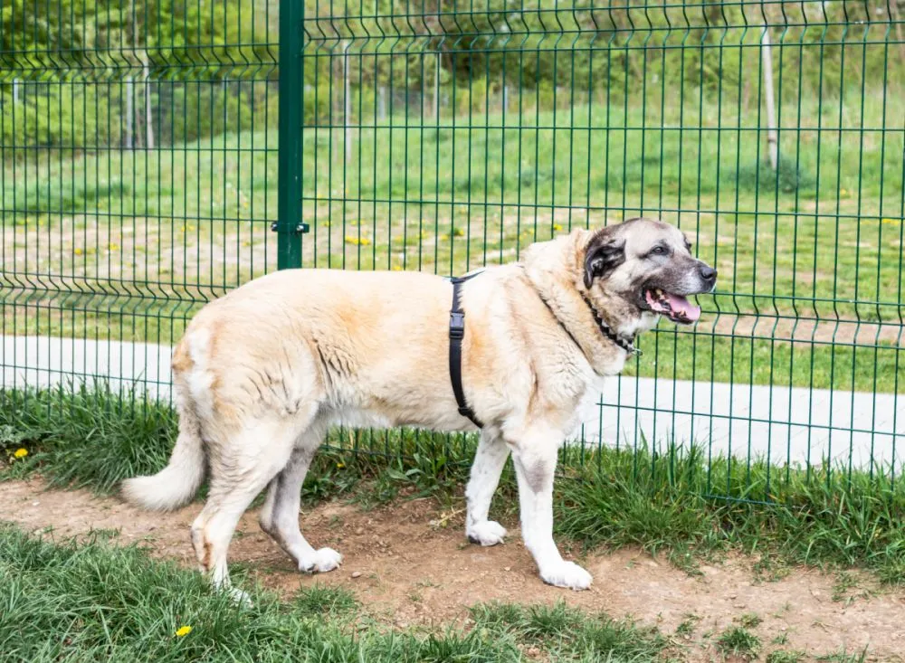 Kangal Hündin steht auf Wiese und schaut durch einen Zaun Pastor de Kangal em pé junto a uma cerca
