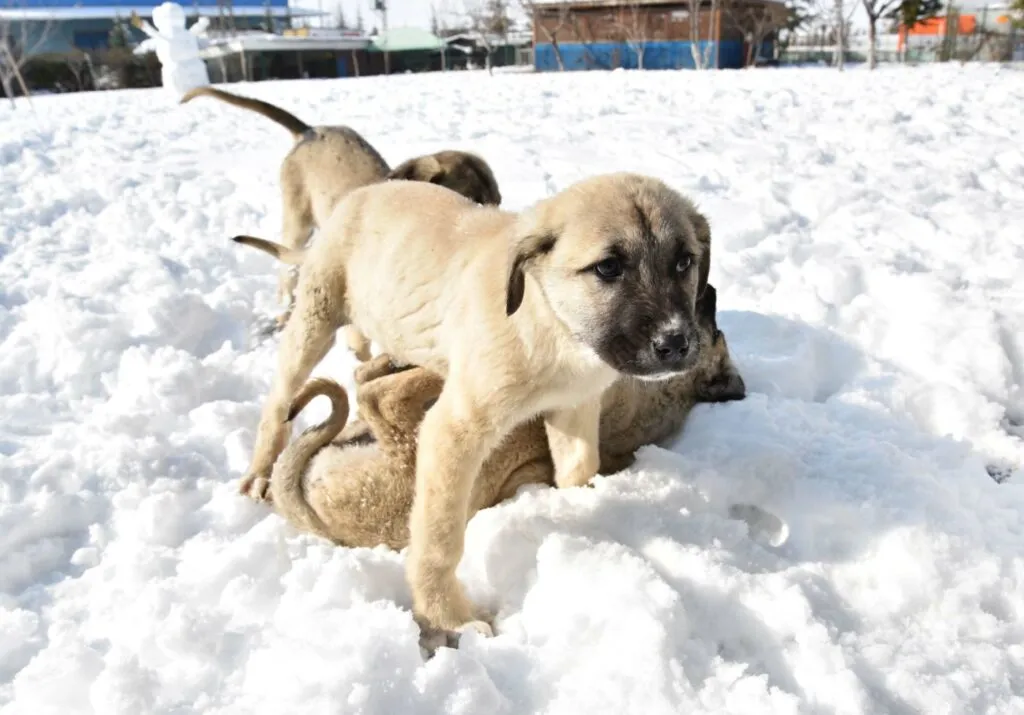 Kangal Köpeği Yavrusu Cachorros pastor de kangal na neve