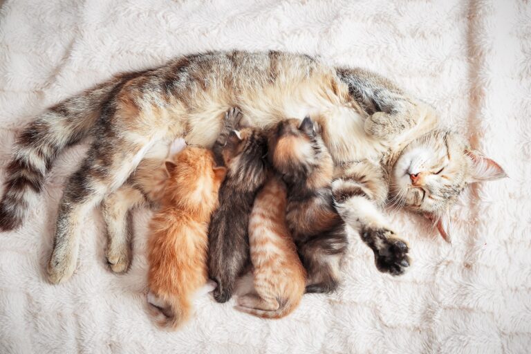 Mother cat nursing baby kittens Os gatos fazem massagens à barriga da mãe para estimular a produção de leite.