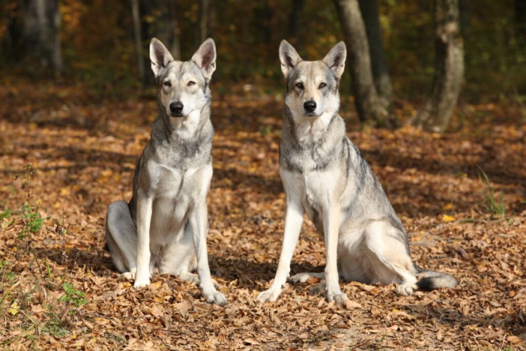 Dois exemplares da raça Cão-lobo-de-saarloos sentados numa floresta no outono