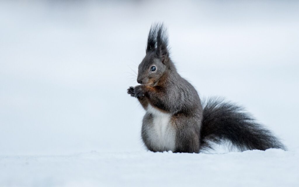 Esquilo-vermelho com pelagem escura no meio da neve