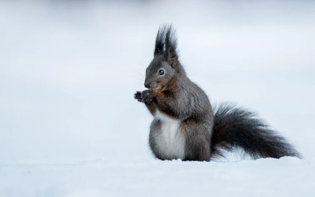 Red Squirrel (Sciurus vulgaris) Esquilo-vermelho com pelagem escura no meio da neve