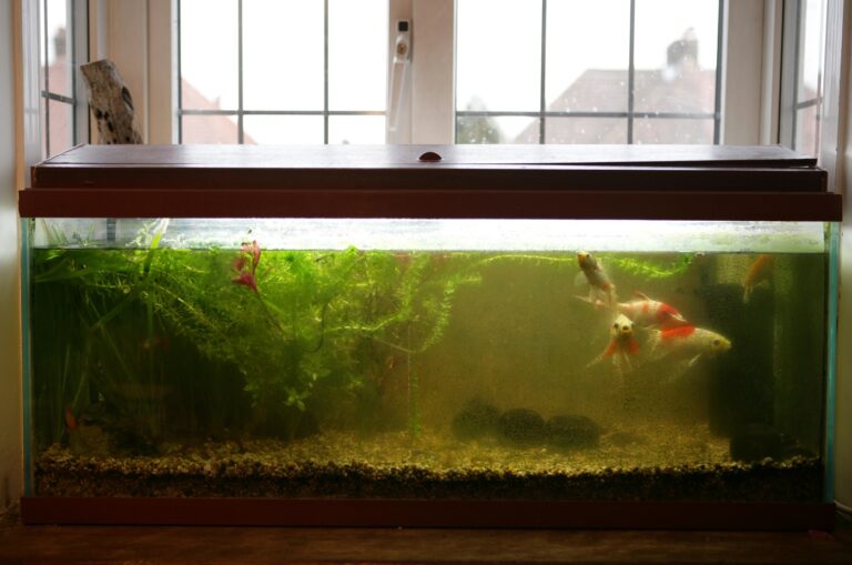 dirty Coldwater fishtank Água turva no aquário: aquário com água acastanhada