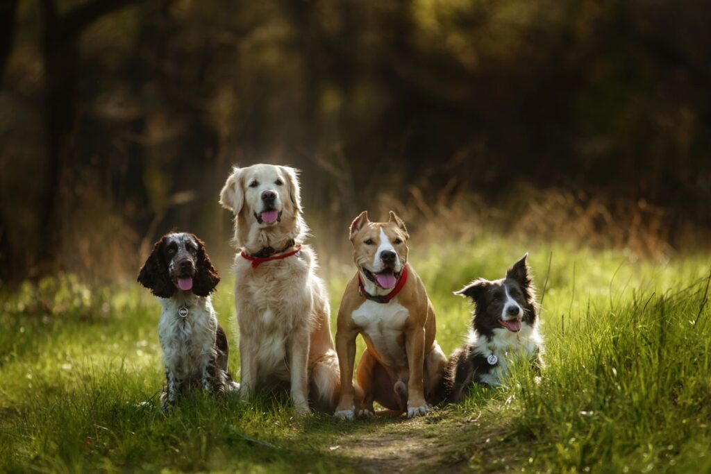 Grupo de cães de raças diferentes. Os cães estão sentados num caminho numa floresta.