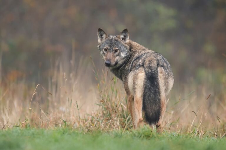 Cães e lobos: Exemplar de lobo cinzento num campo