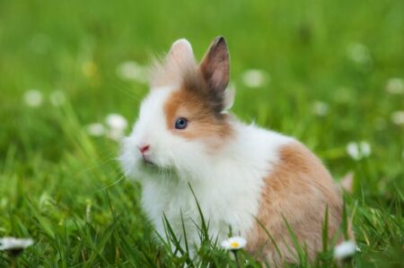 Coelhos anões | Características e cuidados