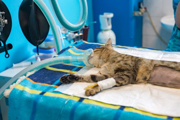 anestesia em gatos_1 gato na mesa de operações