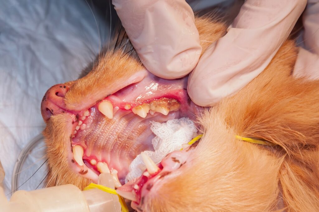 anestesia em gatos_2 gato a ser submetido a destartarização sob anestesia