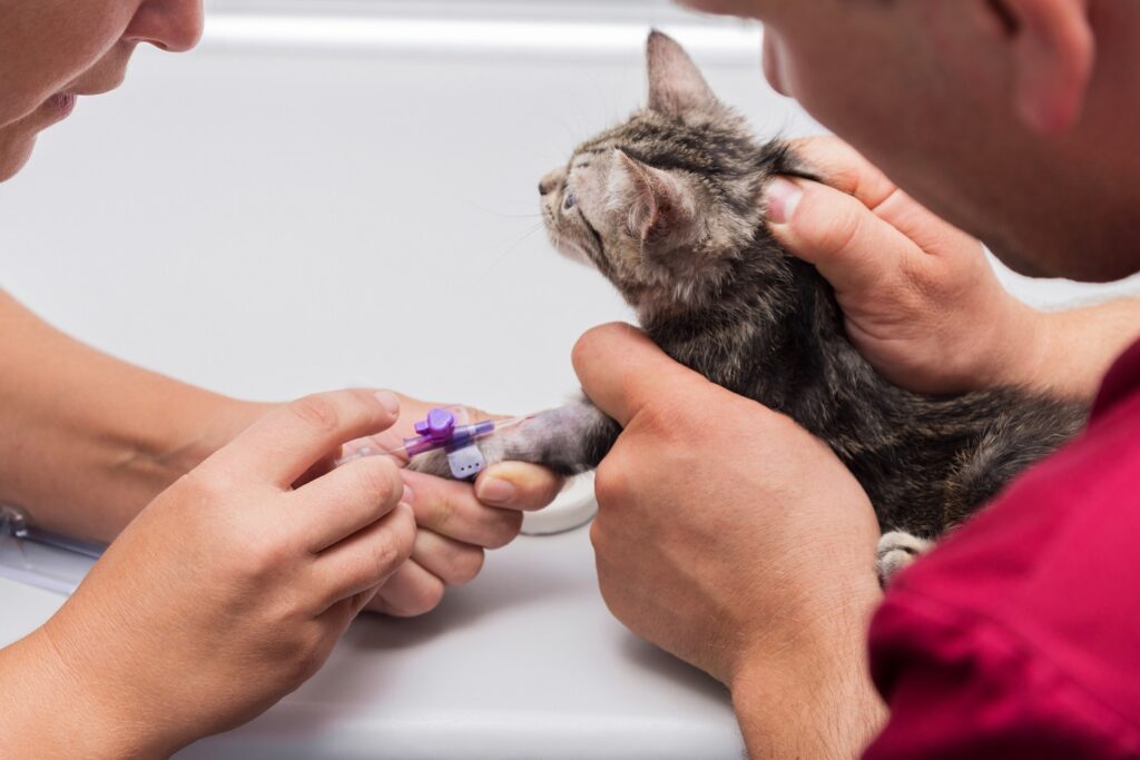 veterinários colocam um cateter a um gato