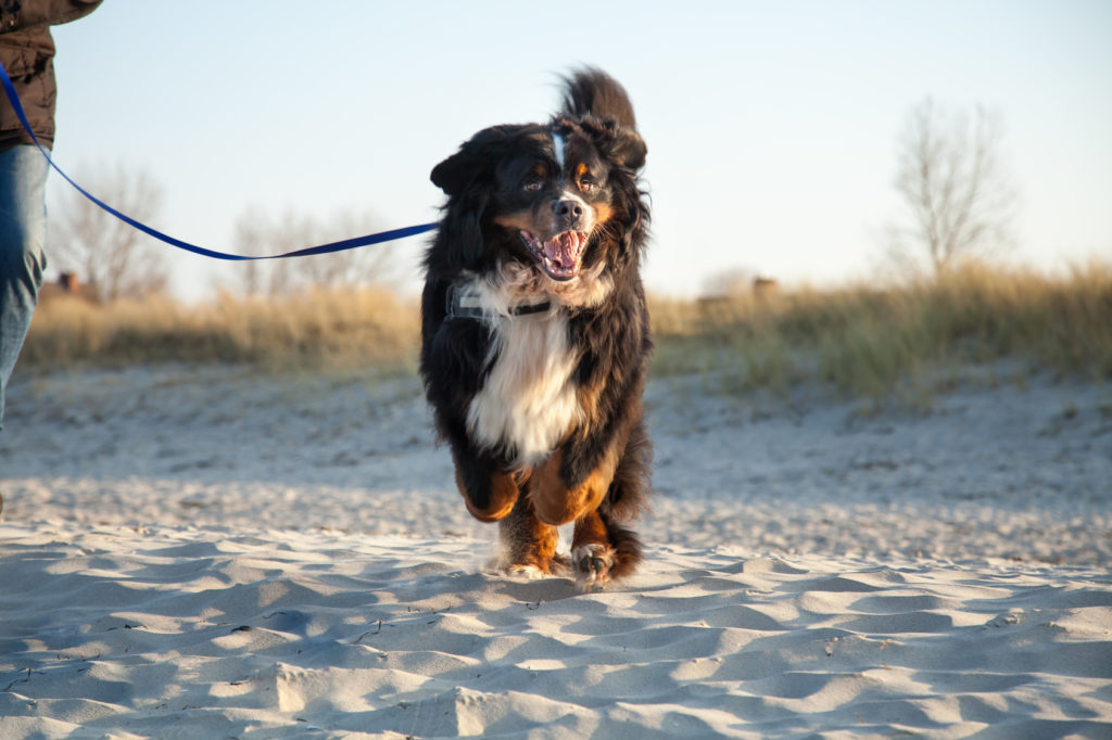 cachorro boiadeiro de berna na praia com trela