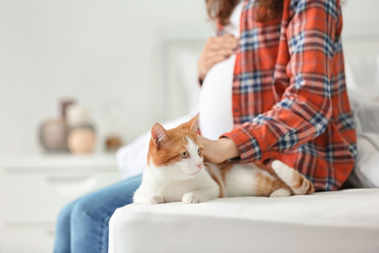 jovem mulher grávida a acariciar um gato