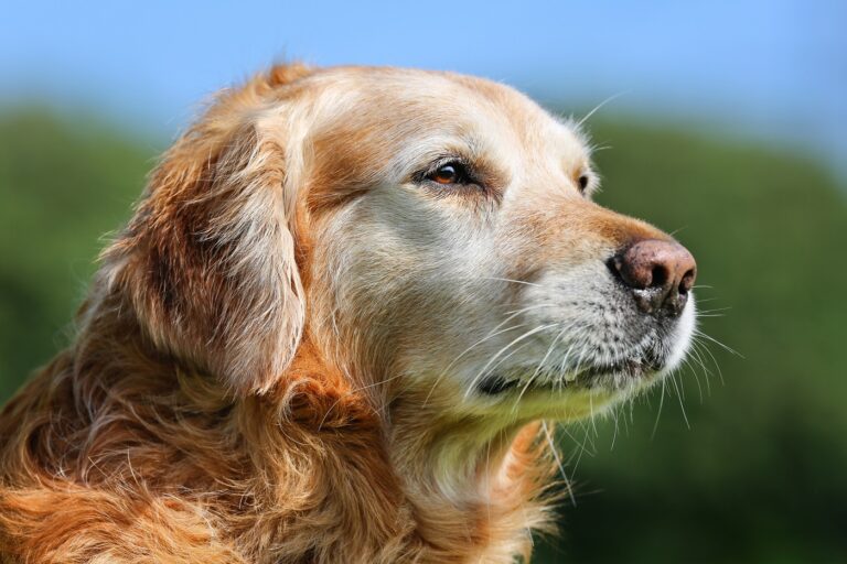A idade dos cães: golden retriever a apanhar sol