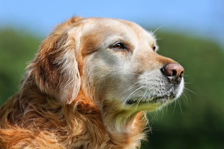 Golden retriever dog A idade dos cães: golden retriever a apanhar sol