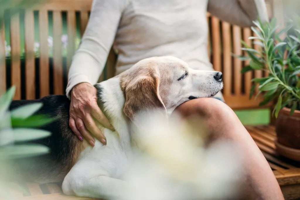Unrecognizable senior woman with a dog sitting outdoors on a terrace in summer. A idade dos cães: o processo de envelhecimento dos cães é mais acelerado do que o dos humanos.