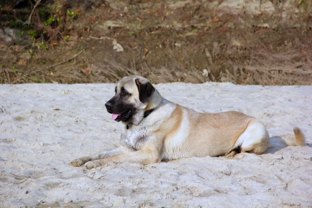 kangal dog laying on the sand Pastor de Kangal deitado na areia