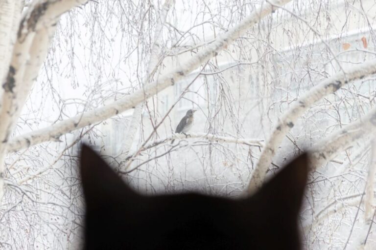 silhueta de um gato preto a observar um pássaro