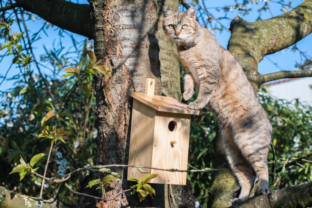 gato empoleirado em caixa de nidificação