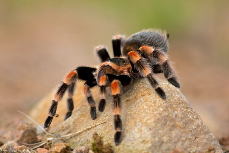 tarântula Brachypelma auratum