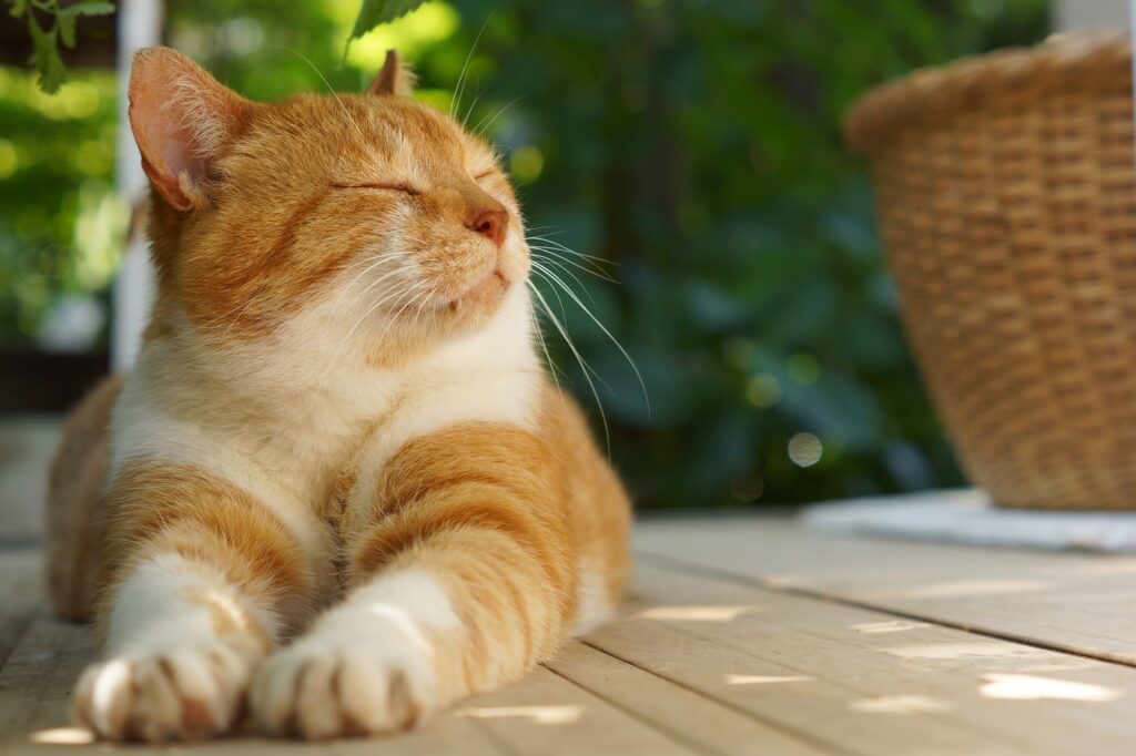 Gato amarelo e branco deitado à sombra num quintal