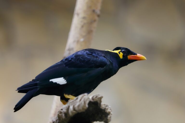 Full body of common hill myna on the branch Mainá a montanha em cima de um ramo