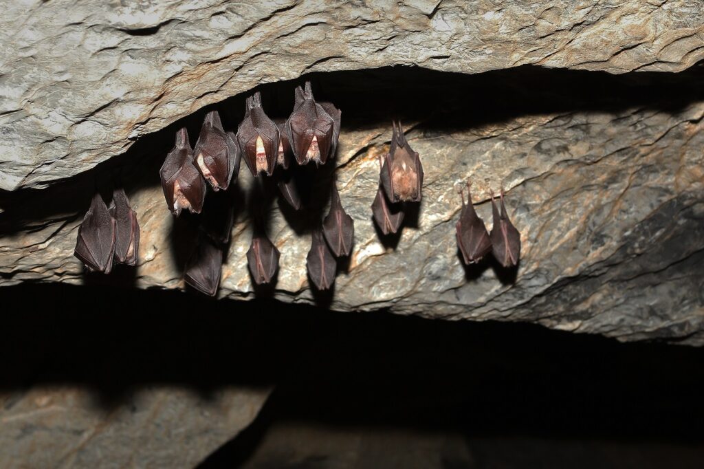 Morcegos a dormir no interior de uma caverna
