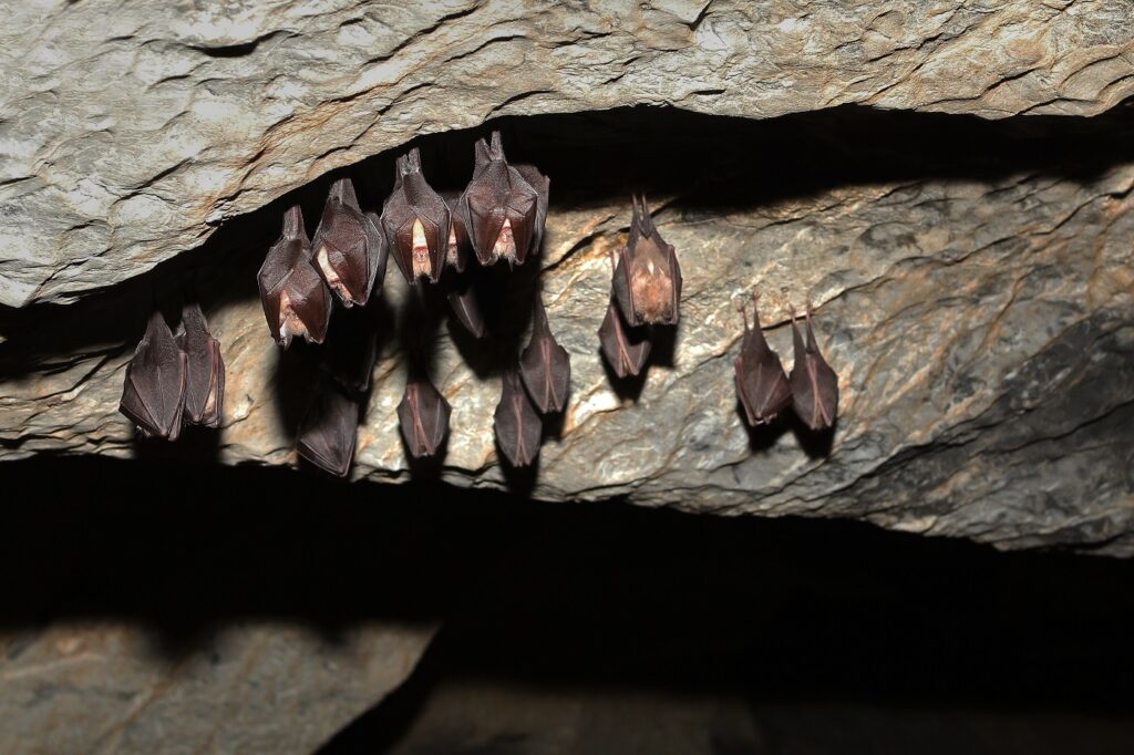 Colony of Lesser horseshoe bat hibernating in the cave. An endan Morcegos a dormir no interior de uma caverna