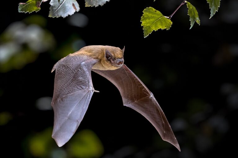 Morcego em vôo