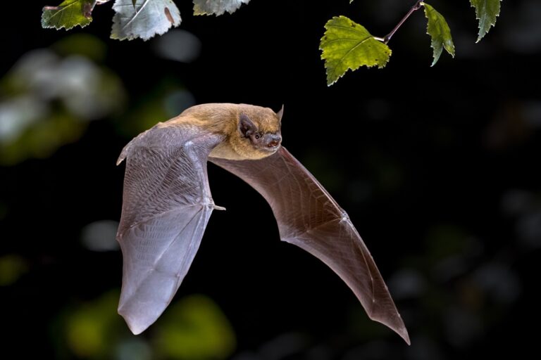Flying Pipistrelle bat iin natural forest background Morcego em vôo