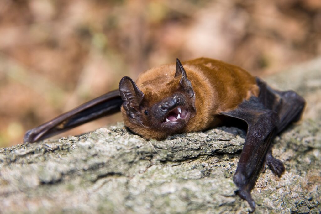Common Noctule (Nyctalus noctula) Morcego-arborícola-grande numa pedra