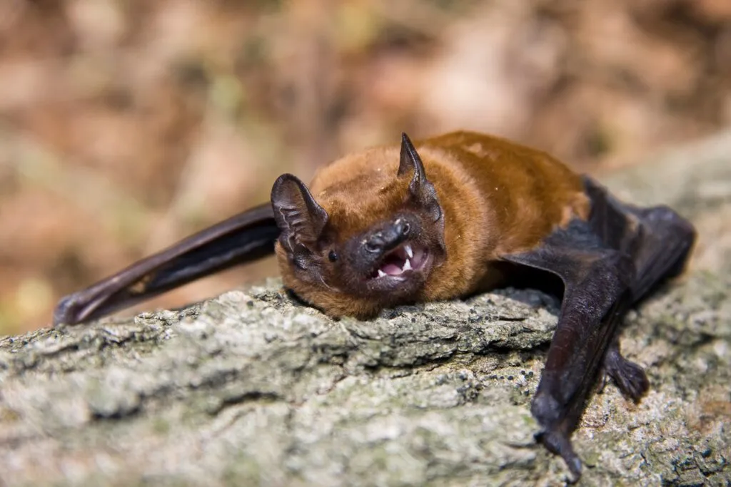 Common Noctule (Nyctalus noctula) Morcego-arborícola-grande numa pedra