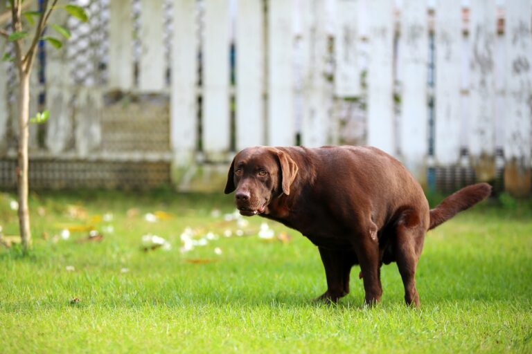As fezes dos cães: Labrador retriever castanho a defecar na relva