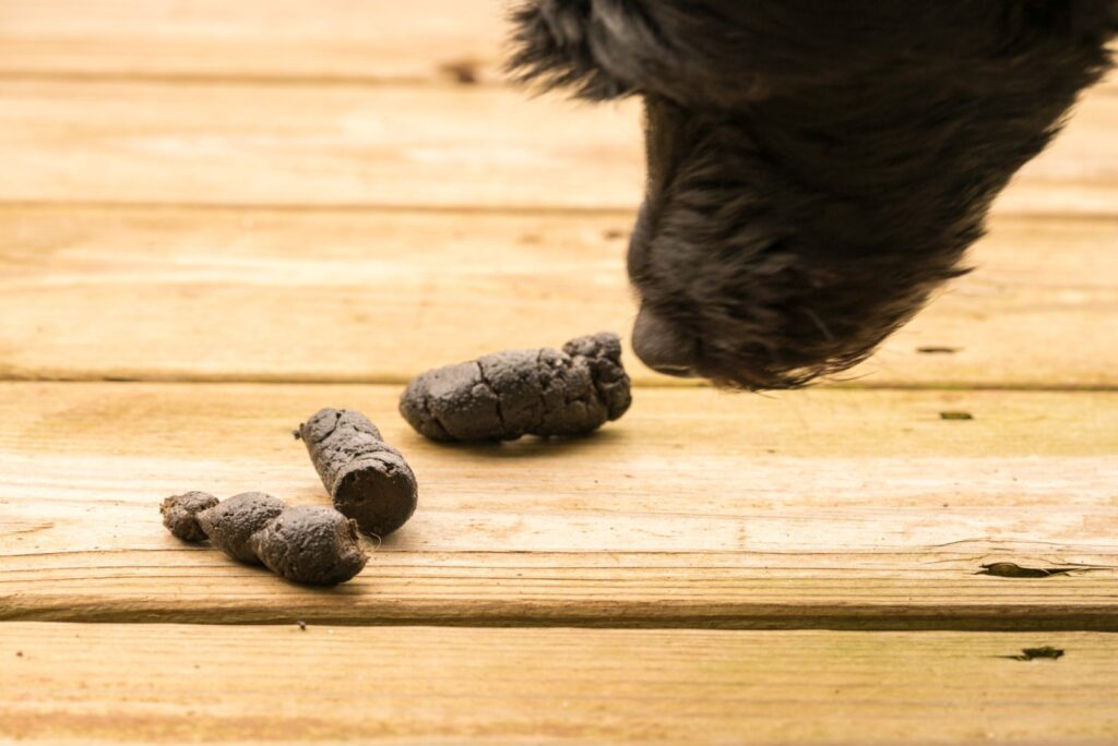 CORES DO COCÔ E SIGNIFICADO EM CÃES