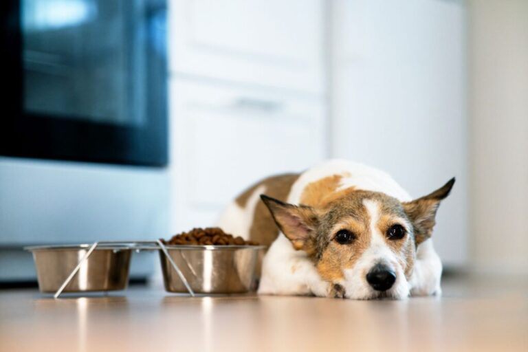 cão com ar triste deitado ao lado do comedouro