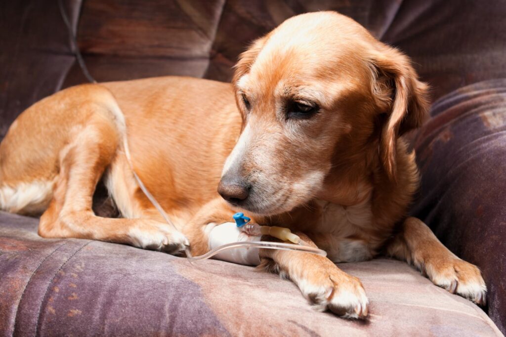 cão a receber infusão através de cateter