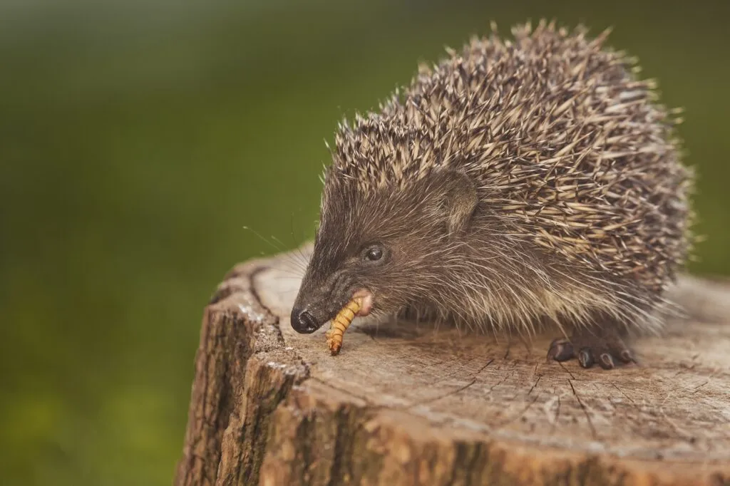 Wild european hedgehog eating grub Ouriço a comer um verme em cima de um tronco de árvore
