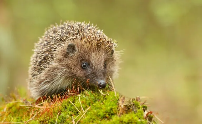 Young hedgehog in natural habitat Ouriço no seu habitat natural