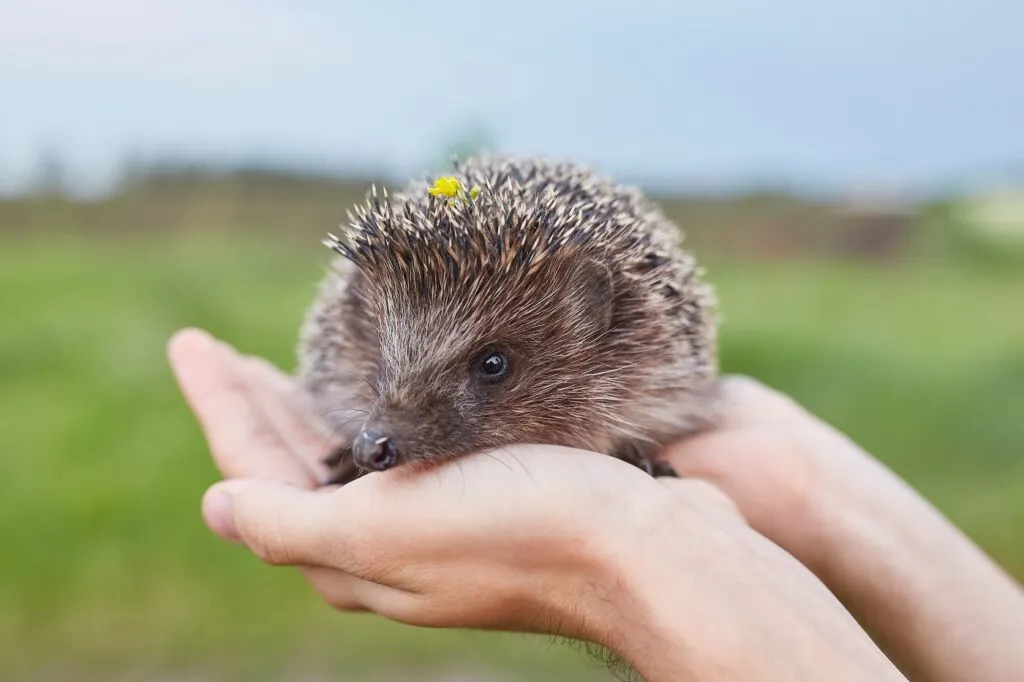 hedgehog in the hands a little hedgehog on a green background, a hedgehog in a sunny forest Ourilço nas mãos de uma pessoa.