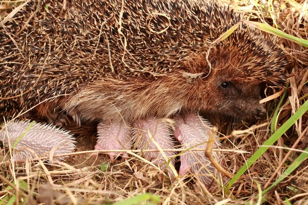 small hedgehogs and their mother Ouriços bebé a mamar