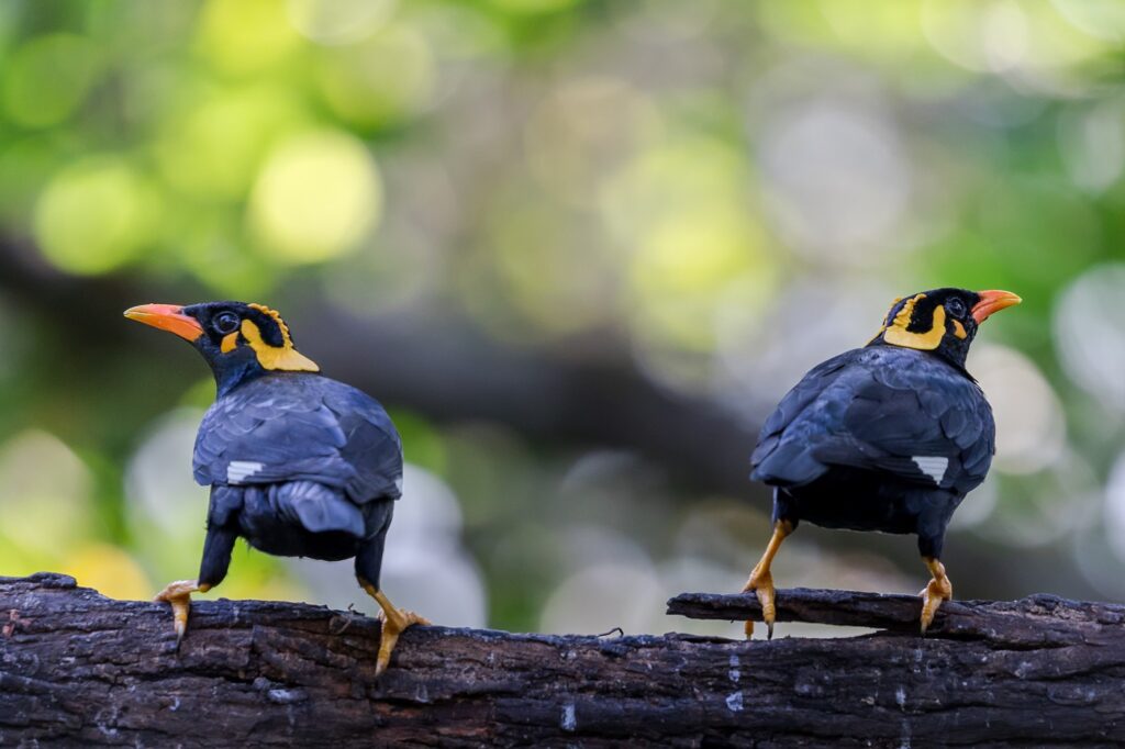 Common hill myna Dois mainá da montanha em cima de um ramo de árvore
