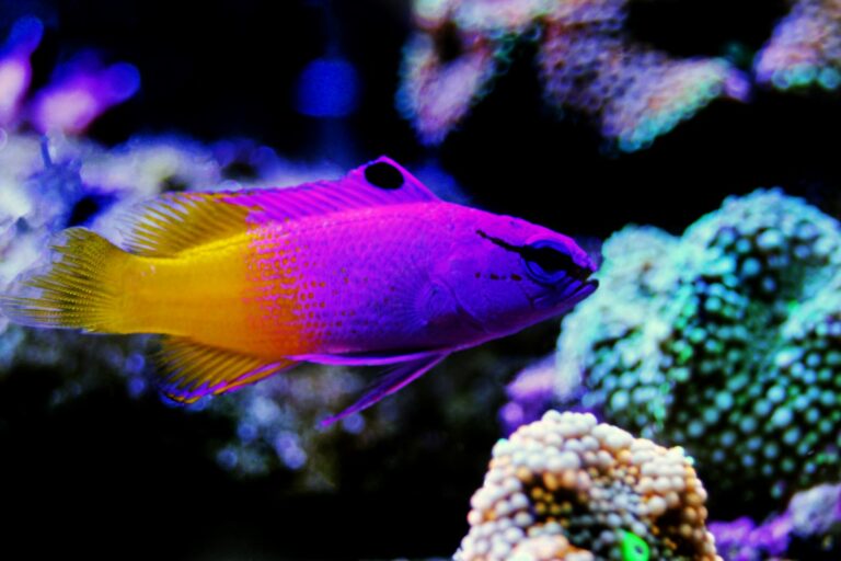 königsfeenbarsch-aquarium-768×512 Peixe royal gramma num aquário