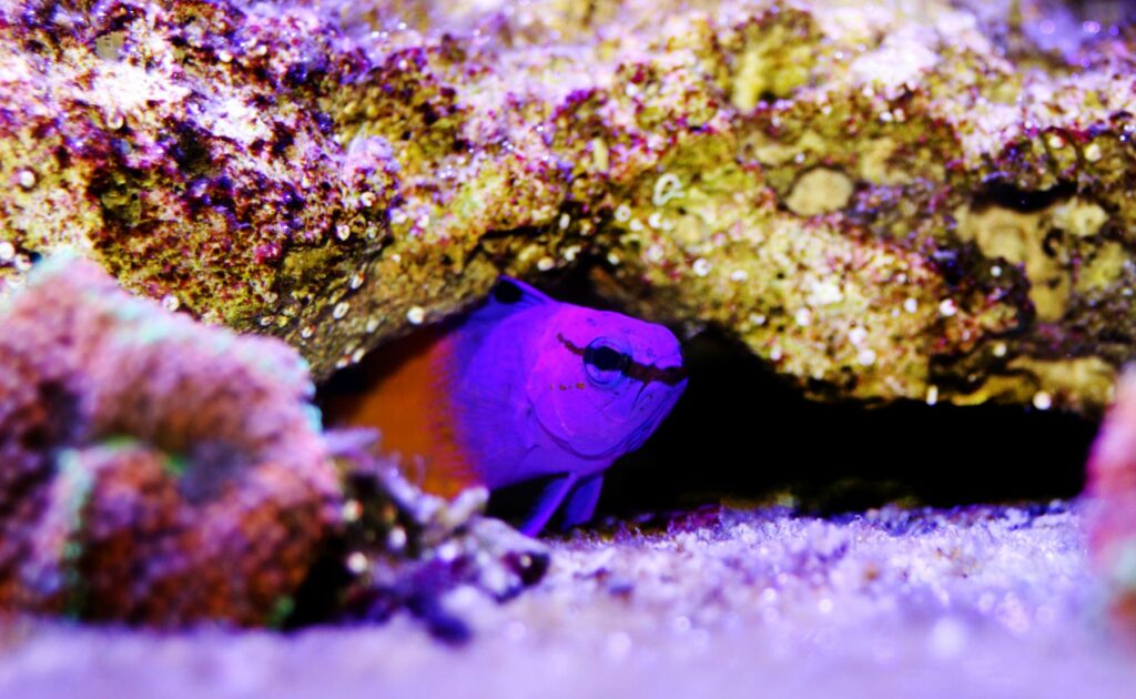 Peixe royal gramma escondido num aquário