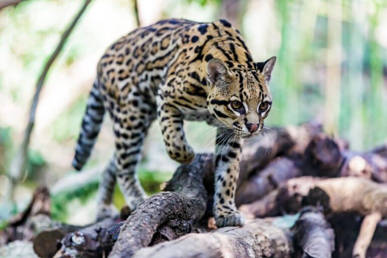 ocelote em posição furtiva na floresta