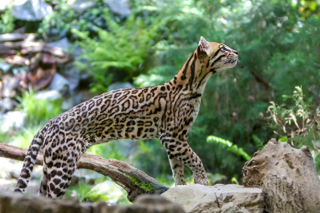 típico padrão de pelo dos ocelote